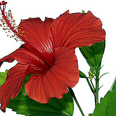 фото "Hibiscus-2"