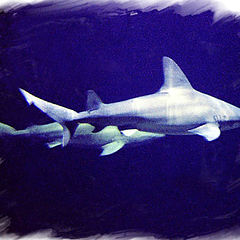 photo "Sharks"