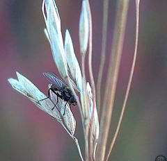 photo "Anticipating the Next Move"