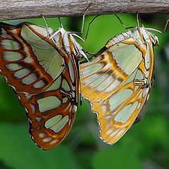 photo "Just Hanging"