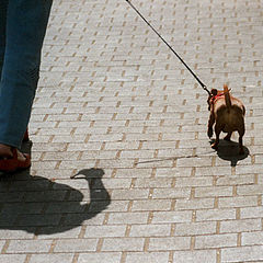 photo "Lady with a dog."