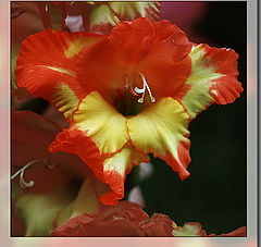 photo "Gladiolus"