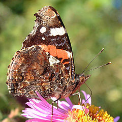 фото "Red Admiral feeding"