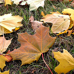 photo "Leaf fall"