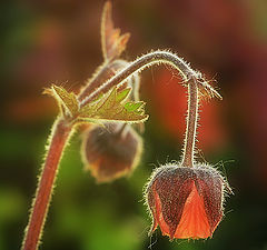 photo "A hairy herb"