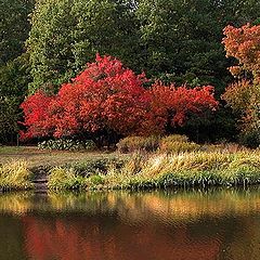 photo "Color world"