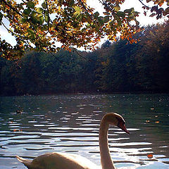 photo "Swan autumn"