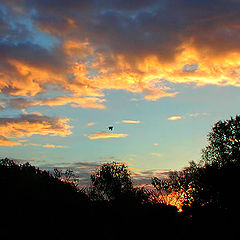 photo "Morning Glory"