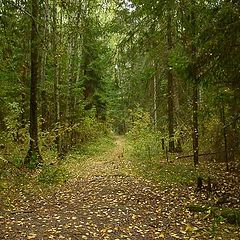 photo "AUTUMN FOOTPATH"