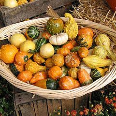 фото "Autumn Harvest"