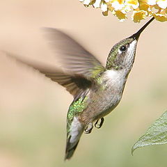 photo "Hey...That`s a Butterfly Bush !!!!"