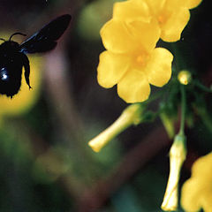 photo "Going to another flower..."