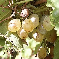 фото "Edible Fruit"