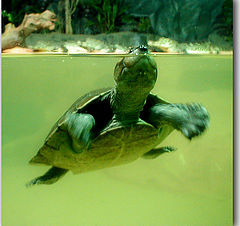 фото "little turtle"