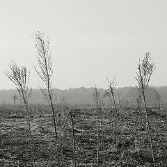 photo "weeds"