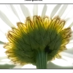 photo "marguerite"