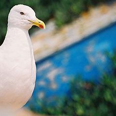 photo "Seagull"