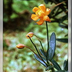 photo "Barberry"