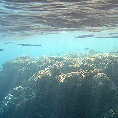 photo "Young barracudas"