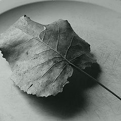 photo "leaf on plate"