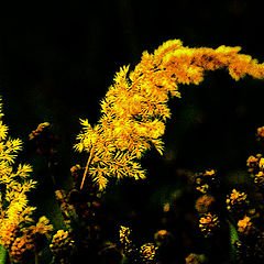 photo "Gold fuzzes"