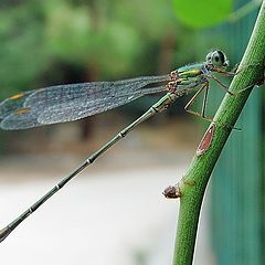 photo "Eyes on a stick"