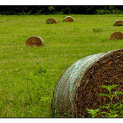 photo "Rolls Of Summer"