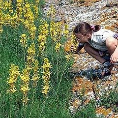 photo "Flower sea coast"