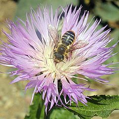 фото "Flower-Bee Composition"