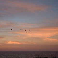 photo "Pelicans at Sunset"