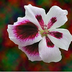 фото "Pelargonie"