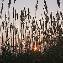 photo "Sunset Sentries"