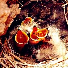 фото "The beginning of a life"