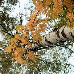 photo "The geometry of nature."