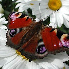 фото "Бабочка и цветок"