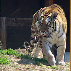 photo "Siberian Tigress"