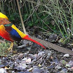 photo "‘Golden Pheasant’"