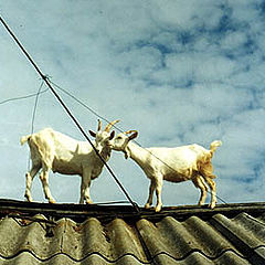 photo "goats"