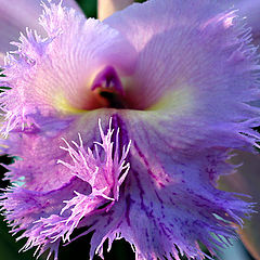 фото "Orchid"