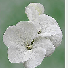 photo "White Pelargonie"