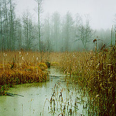 photo "Autumn bog"