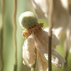 photo "fading anemone"