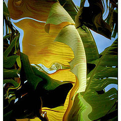 photo "Banana Leaf Abstract"