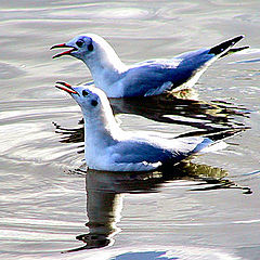 фото "‘One Good Tern’"