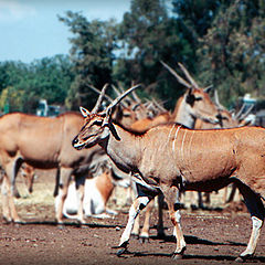 photo "The leader of a tribe"