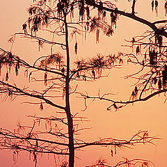 photo "Sunrise....Florida Everglades"