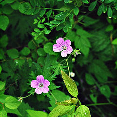 photo "After a rain"