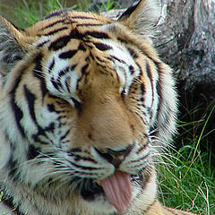 photo "This lemonade needs more sugar!"