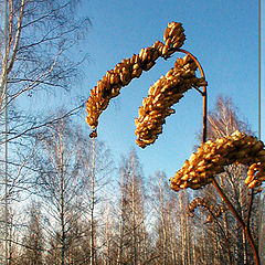 photo "Magic surprises of the Autumn"