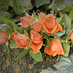фото "Orange rose"